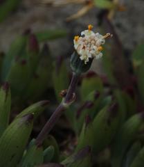Curio crassulifolius