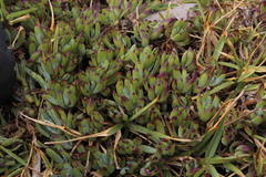 Curio crassulifolius