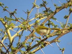 Apalis flavida florisuga