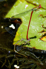 Ceriagrion chaoi