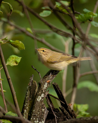 Phylloscopus collybita