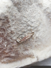 Ephestia woodiella