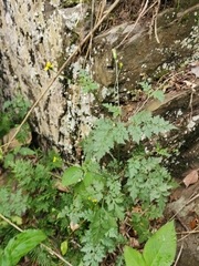 Bidens biternata
