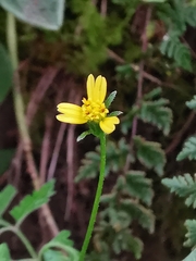 Bidens biternata