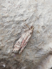Ephestia woodiella