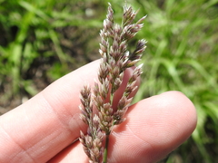 Poa arachnifera