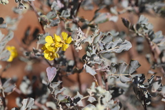 Senna artemisioides helmsii