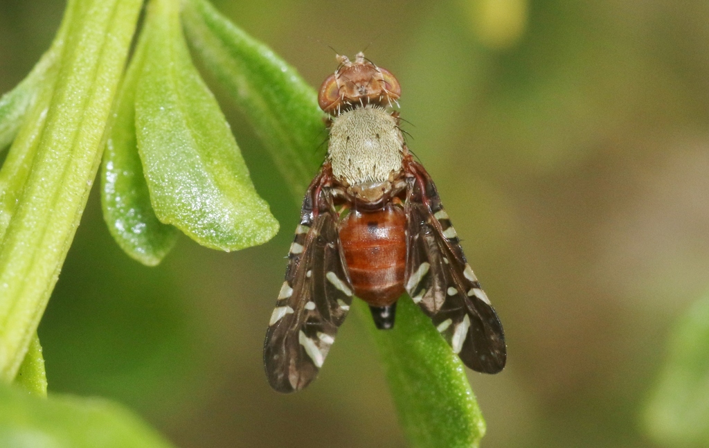 Desert Broom Gallfly