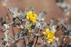 Senna artemisioides helmsii