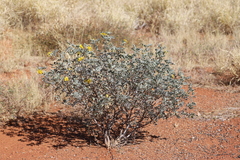 Senna artemisioides helmsii