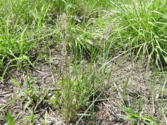 Poa arachnifera