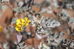 Senna artemisioides helmsii