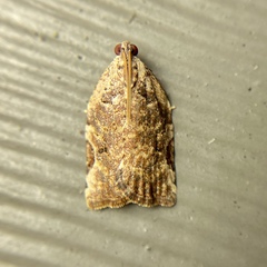 Meritastis ursina