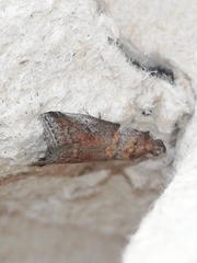 Acrobasis suavella
