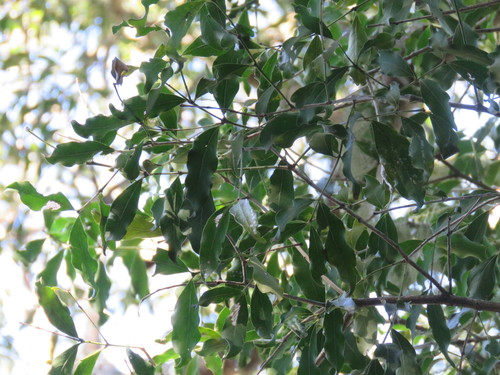 Image of Pleurostylia capensis by (c) Christiaan Viljoen, some rights reserved (CC BY)