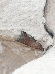 Acrobasis suavella