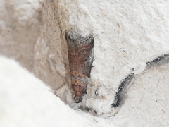 Acrobasis suavella