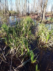 Androtrichum giganteum