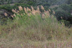 Phragmites mauritianus