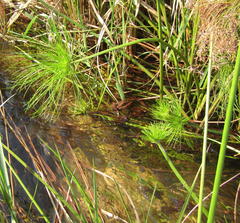 Cyperus prolifer