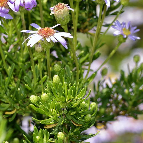 Felicia fruticosa (L.) G.Nicholson