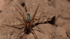 Frontinellina frutetorum