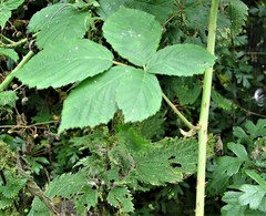 Rubus eboracensis