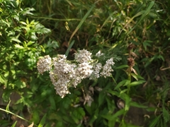 Achillea millefolium