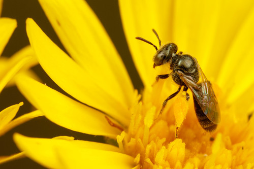 Perdita boltoniae
