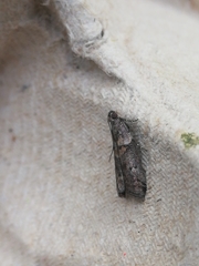 Acrobasis sodalella