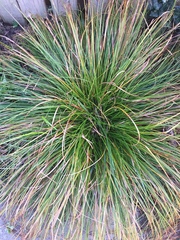 Carex virgata