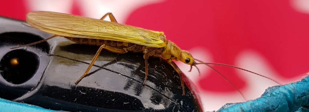 Isoperla ambigua