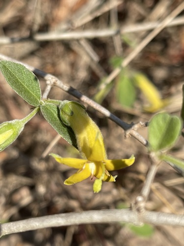 Dune False Medlar (Vangueria monteiroi)