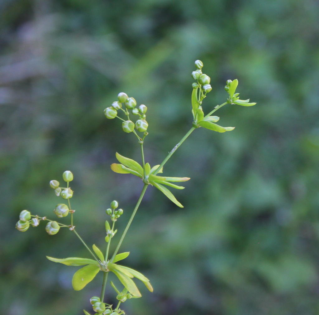 Pharnaceum thunbergii