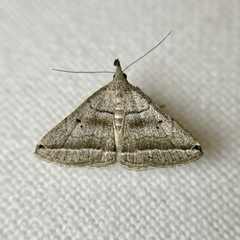 Lysimelia lenis