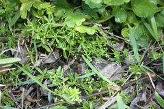 Pharnaceum thunbergii