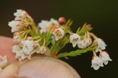Erica capensis