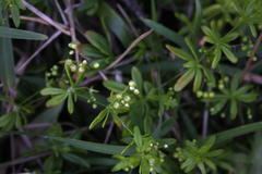Pharnaceum thunbergii