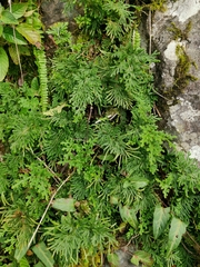 Selaginella stauntoniana