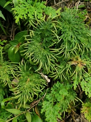 Selaginella stauntoniana