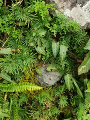 Selaginella stauntoniana