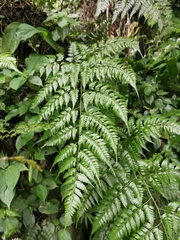 Davallia divaricata