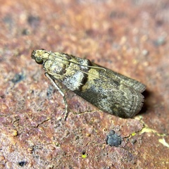 Conobathra hemichlaena