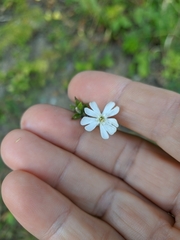Silene noctiflora