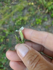 Silene noctiflora