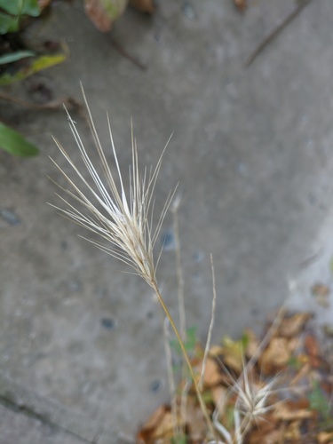 Hordeum murinum