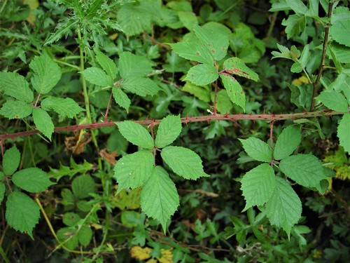 Griffith's Bramble (Rubus griffithianus)