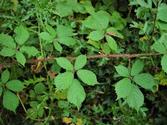 Rubus griffithianus