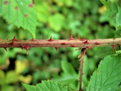 Rubus griffithianus