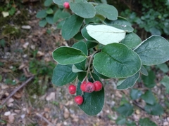Cotoneaster tomentosus